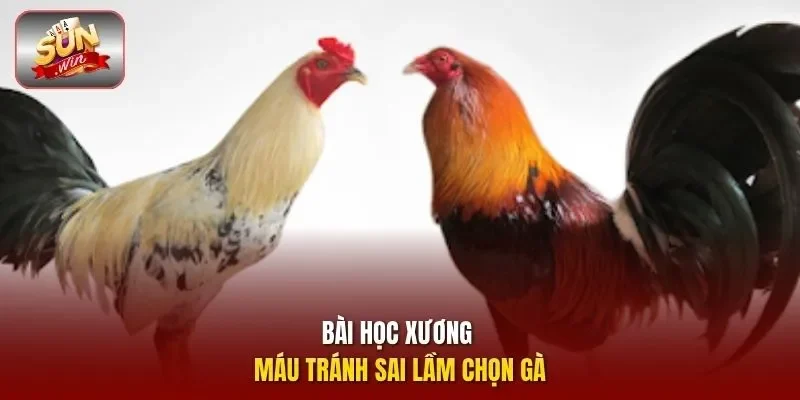Bài học xương máu tránh sai lầm chọn gà