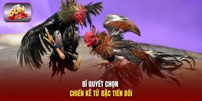 Bí quyết chọn chiến kê từ bậc tiền bối