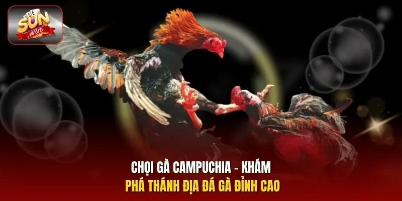 Chọi gà Campuchia