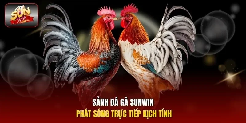 Sảnh đá gà SUNWIN phát sóng trực tiếp kịch tính