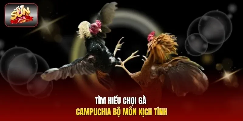 Tìm hiểu chọi gà Campuchia bộ môn kịch tính