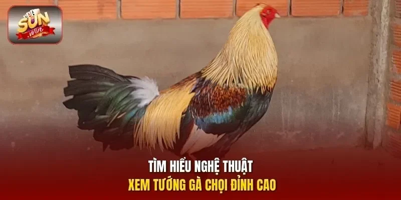 Tìm hiểu nghệ thuật xem tướng gà chọi đỉnh cao
