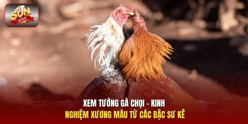 Xem tướng gà chọi